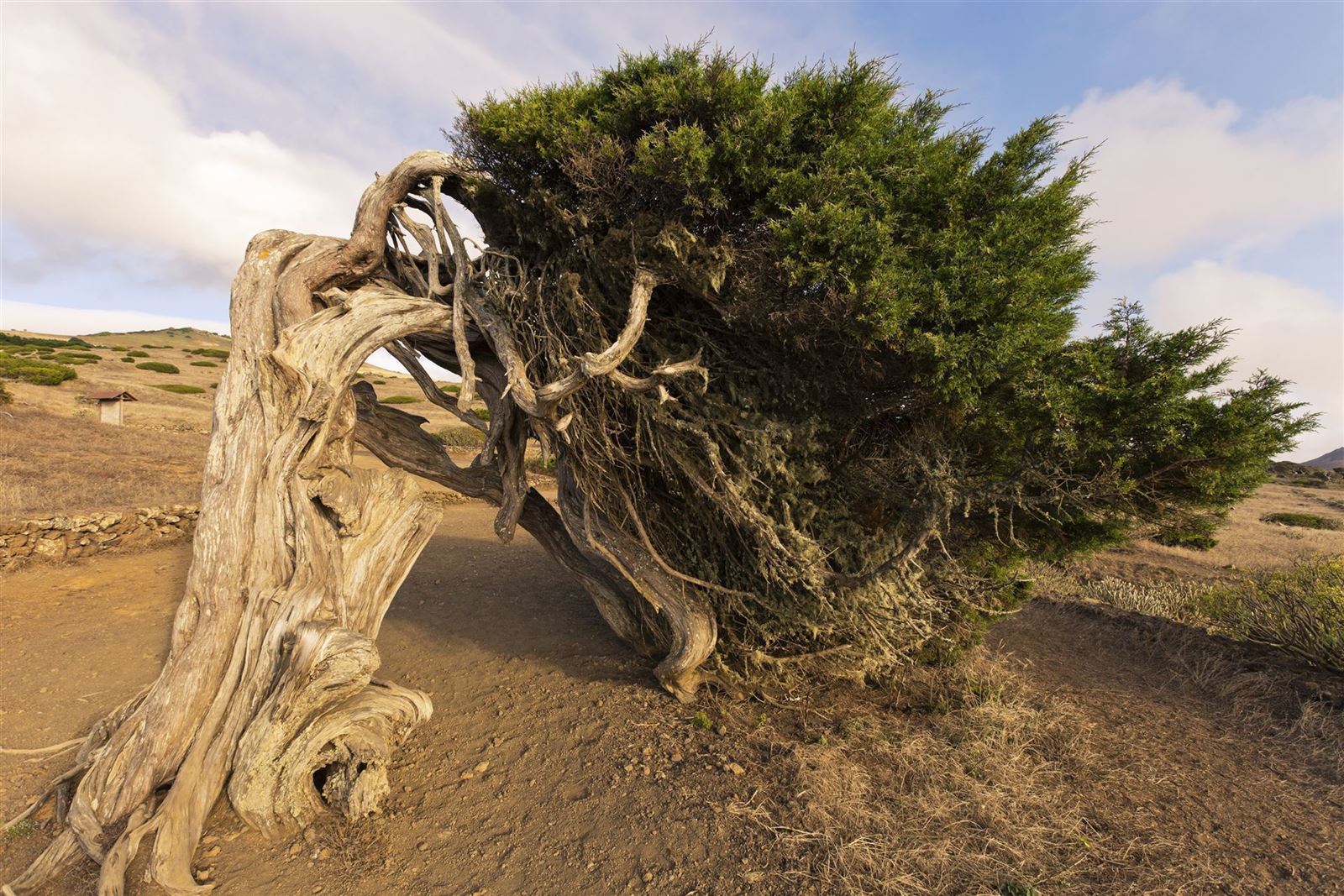 Wacholder Baum auf El Hierro